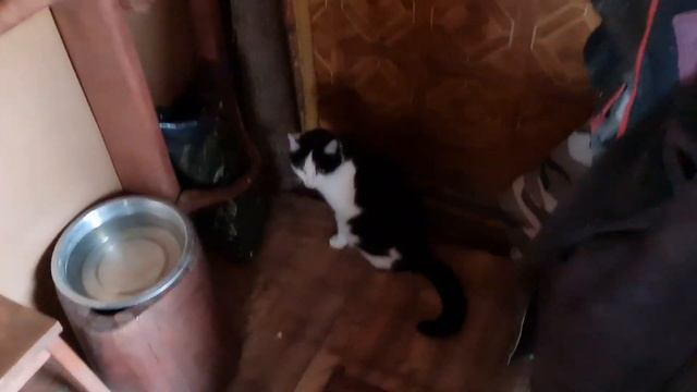 Коряга для Совешни, новое блюдо и премудрый кот смотреть онлайн