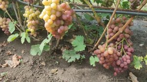 Виноград Гурман ранний 1-12