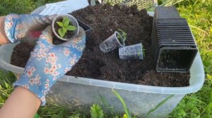 Пересаживаю черенки метельчатой и древовидной гортензии. Пара слов об укоренении