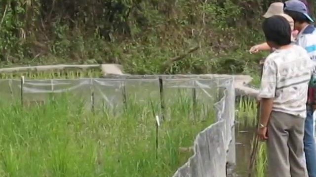 How to control rice-field rats смотреть онлайн