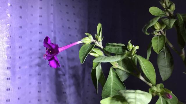 オシロイバナ (タイムラプス) смотреть онлайн