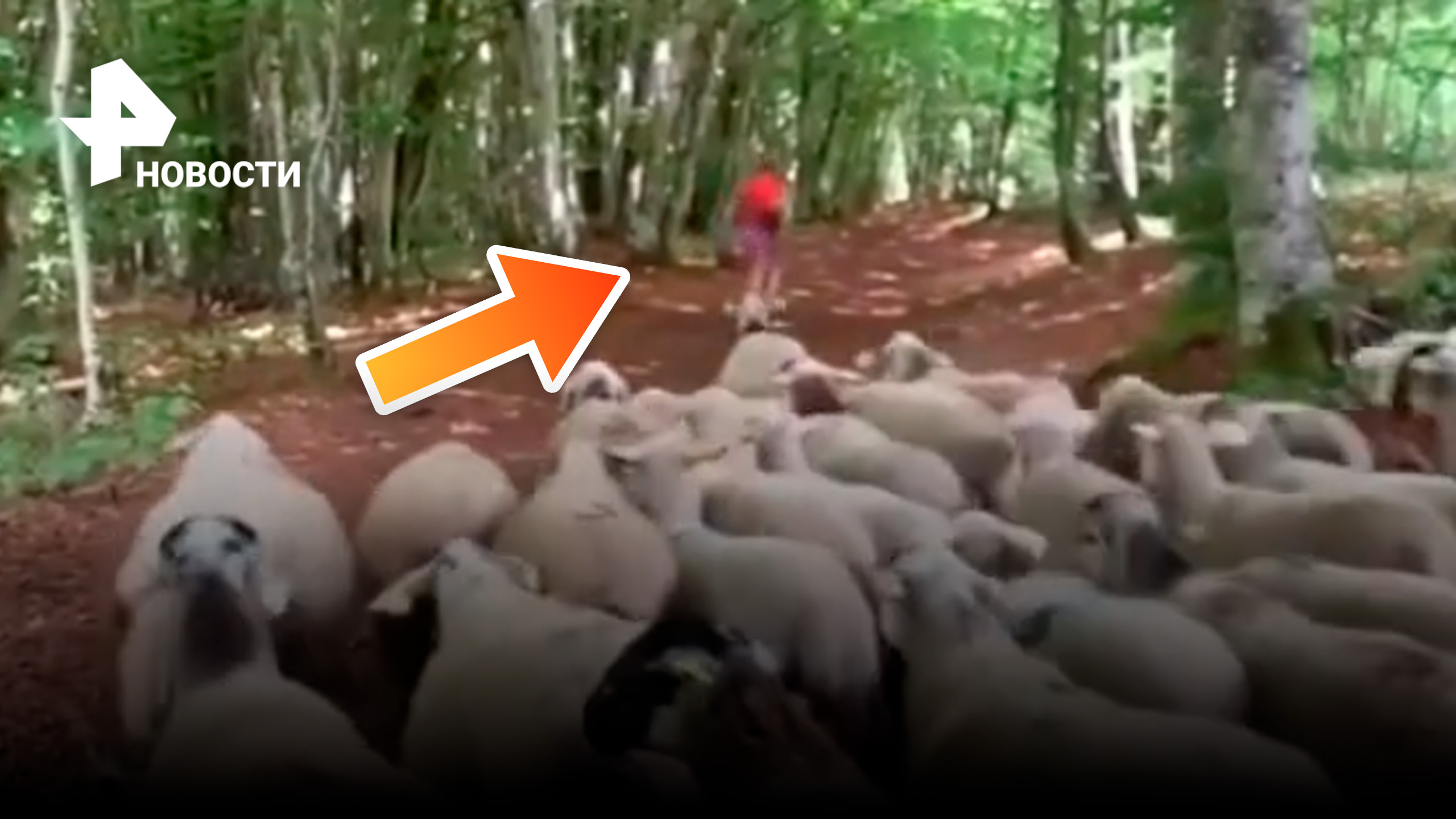 Бегунья внезапно стала пастухом - отара овец присоединилась к девушке в лесу / РЕН Новости
