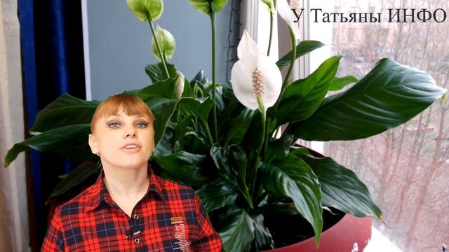 Как УХАЖИВАТЬ за ЖЕНСКИМ СЧАСТЬЕМ !!! Спатифиллум !!!