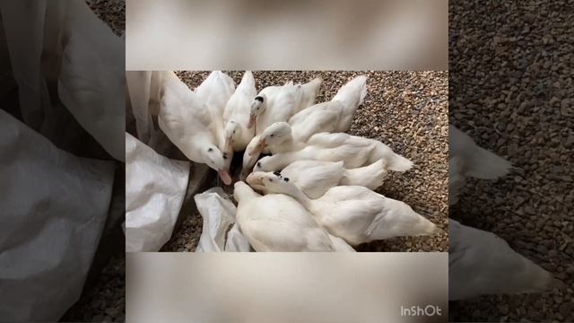 Птица (муларды, бройлеры, несушки) были на даче одни целую неделю, как они выглядят? смотреть онлайн