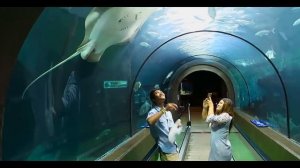 ОКЕАНАРИУМ НА ПХУКЕТЕ, Пхукет патонг, Пхукет карон | PHUKET AQUARIUM