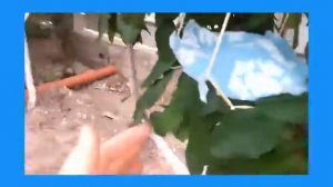 Домик на дереве! :O Как сделать домик на дереве для Басика?