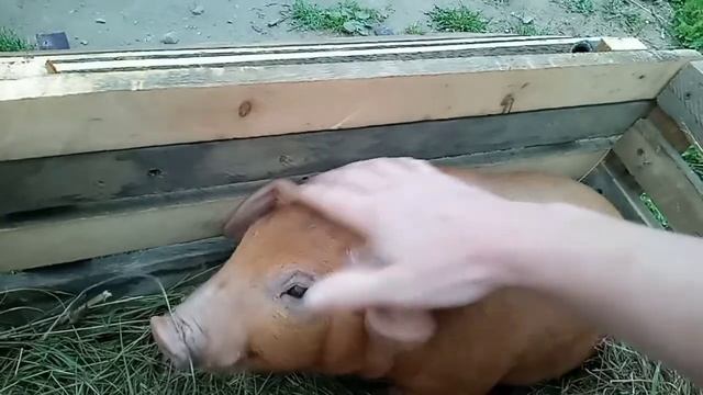 Купили поросёнка породы дюрок на племя смотреть онлайн
