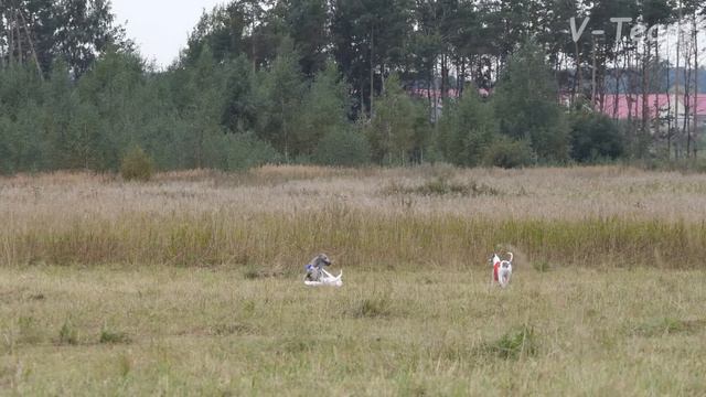 Уиппеты MYSTIQUE’S TREASURE (К) - РАЙЗИНГ САН (С). ЧР - 2017. смотреть онлайн