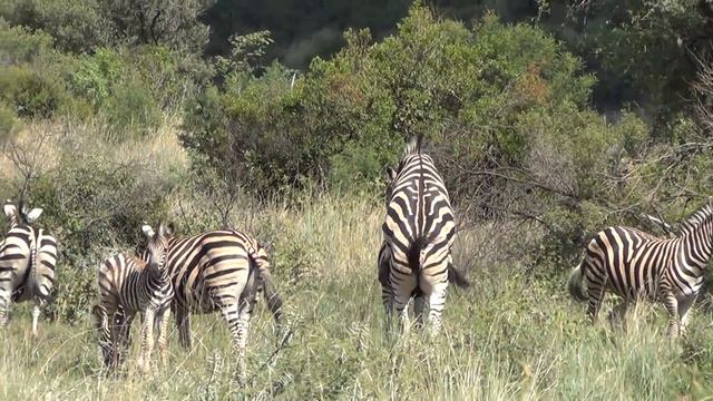 Zebras mating смотреть онлайн