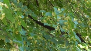 Футаж релакс липа цветёт 2020 135