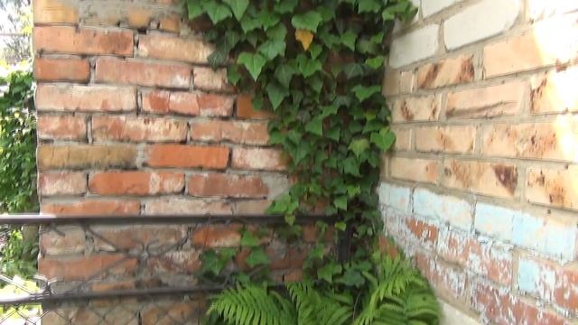 В гостях у цветовода любителя - Валентины Васильевны