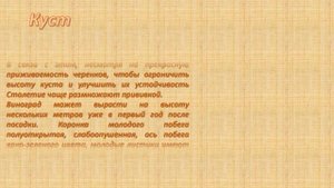 Виноград Кишмиш Столетие