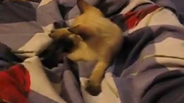 Котята Басики Альтаир 21.01.07 смотреть онлайн