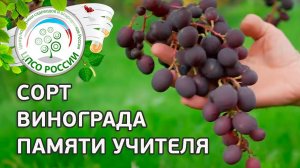 Сорт винограда Памяти учителя. Описание сорта винограда Памяти учителя.
