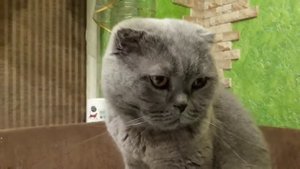 " Оставь меня, старушка, Я в ПЕЧАЛИ !!!! "