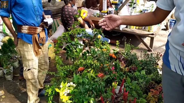 Galiff Street- Kolkata's Largest Flowers Market | Hibiscus , Cactus , Cherry | Best Flowers Forever смотреть онлайн