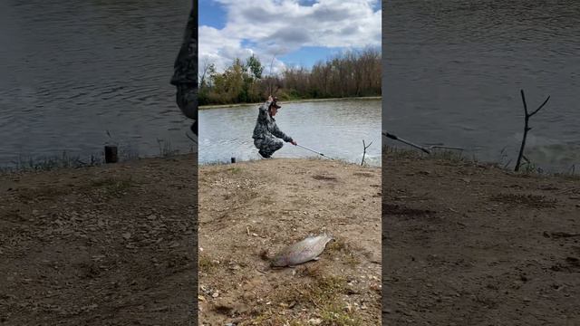 Платная рыбака, пруд Чёрные камни 15.09.22. Форель смотреть онлайн