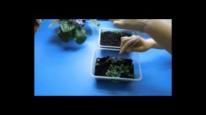 ???АНЮТИНЫ ГЛАЗКИ ( ВИОЛА ) КАК ВЫРАСТИТЬ РАССАДУ В ДОМАШНИХ УСЛОВИЯХ !
