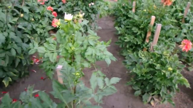 король осени - георгин смотреть онлайн