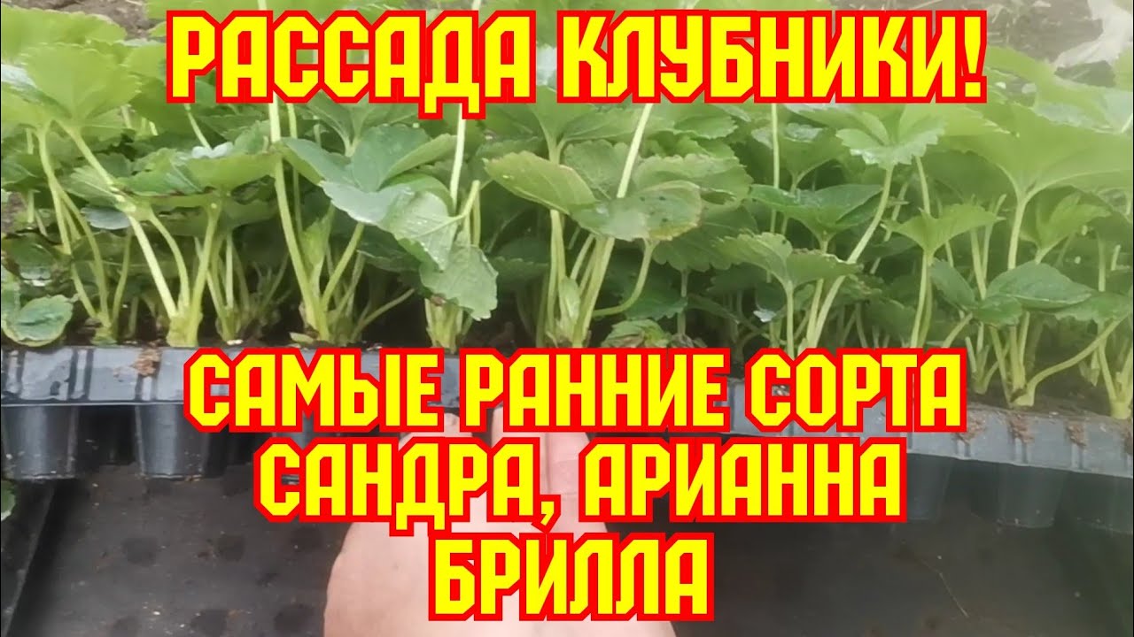 Рассада клубники, самые ранние сорта, Сандра, Арианна, Брилла! смотреть онлайн