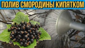 Для чего я поливаю смородину КИПЯТКОМ Нужно ли это делать и какие результаты он дает Дачные Советы