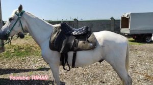 Продажа Лошадей в Чечне