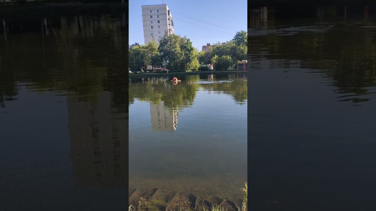 Лось в Новогиреево смотреть онлайн