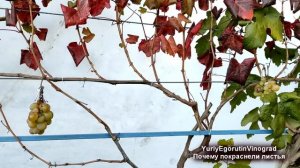 ? КРАСНЫЕ ЛИСТЬЯ на ВИНОГРАДЕ. Присмотрелся и все стало ЯСНО и ПОНЯТНО. Неужели очередная БОЛЯЧКА?