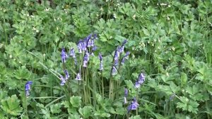 The Wild Edge in a Cottage Garden