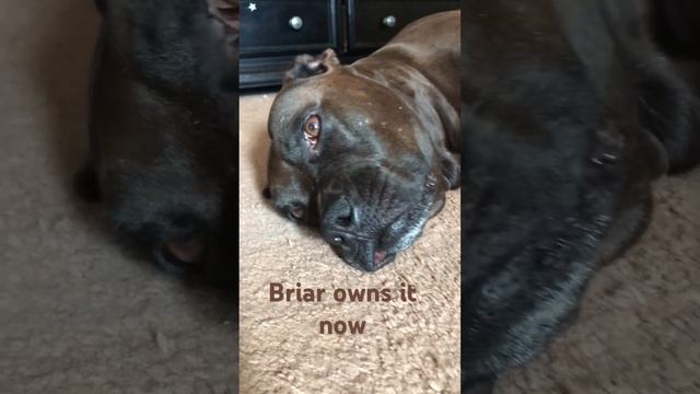 Briar rules!!! смотреть онлайн