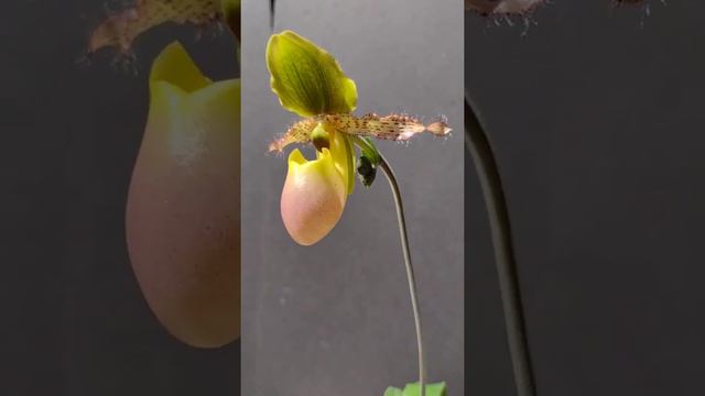 Paphiopedilum Pinocchio 3/22