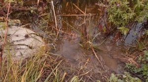 Рыбалка, зарыбление пруда, карп кои