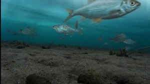 Братское водохранилище подводное видео 19.02.16 ч.1. Fraternal reservoir underwater video.