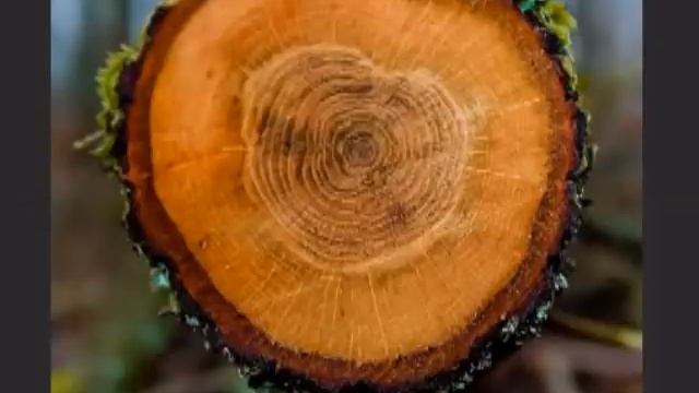 День, когда Солнце исчезло. Катастрофа 17 века. смотреть онлайн