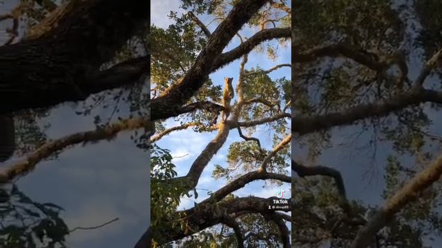 Leopard playing on a tree in Yala national park