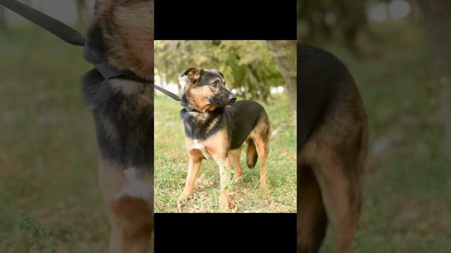 Ну до чего ж красивый пёс и почему-то в приюте, а не дома. Олаф смотреть онлайн