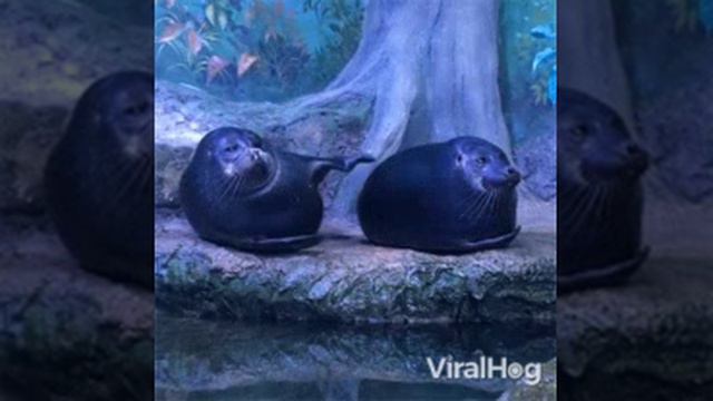 Отель хазбин