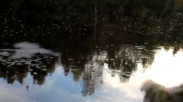 Ставим жерлицы на щуку |Лето|