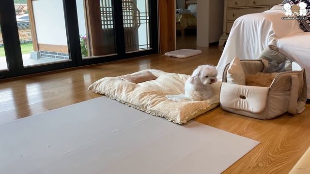 강아지 때문에 너무 행복한 주인 (안전하고 즐거운 명절 보내세요~)