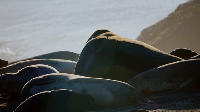 Великаны планеты 2 серия «Морской слон» (документальный сериал, 2023)