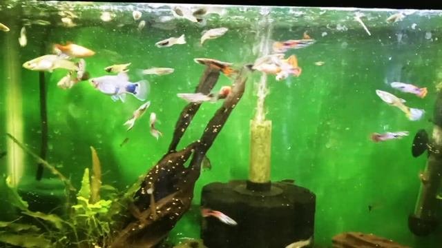 Planted 40 Gallon Aquarium: Overwhelmed By Cryptocoryne Lutea Roots / The Platy Who Lived