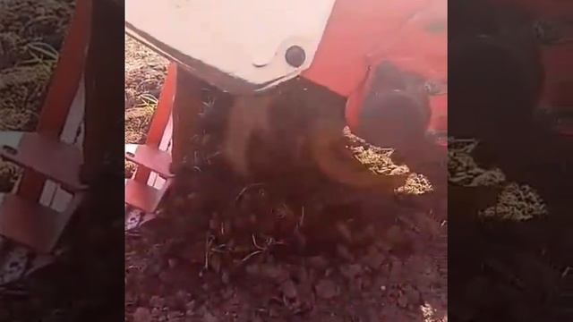 Нужно вспахать участок? Посеять газон? Услуги вспашки земли тел. 8903-123-123-9 смотреть онлайн