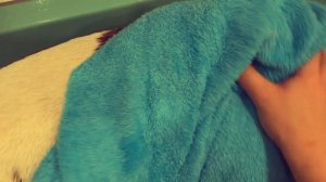 Груминг собаки в домашних условиях.