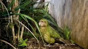 Какапо-нелетающий попугай