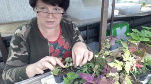 Растения из ПОСЫЛКИ. Что делать дальше? ИНСТРУКЦИЯ для чайников и не только ?