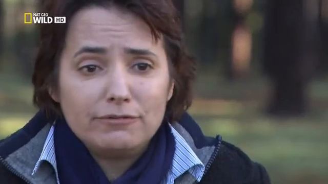 В объективе необычное поведение животных опасные игры смотреть онлайн