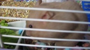 Сирийский хомячок Лаки Хамстер Кремона / Syrian hamster Lucky Hamster Cremona