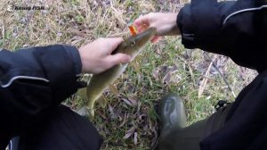 Щука в декабре на спиннинг / Рыбалка с берега