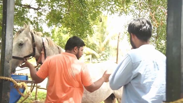 Marwari Horse Farm Tour | A studs farm tour | Marwari horse for sale смотреть онлайн