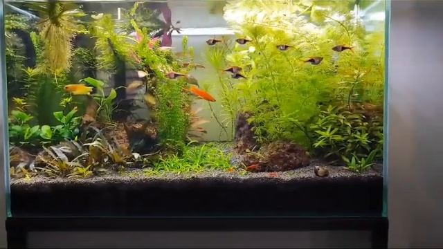 Аквариум на земле три месяца (примерно) смотреть онлайн